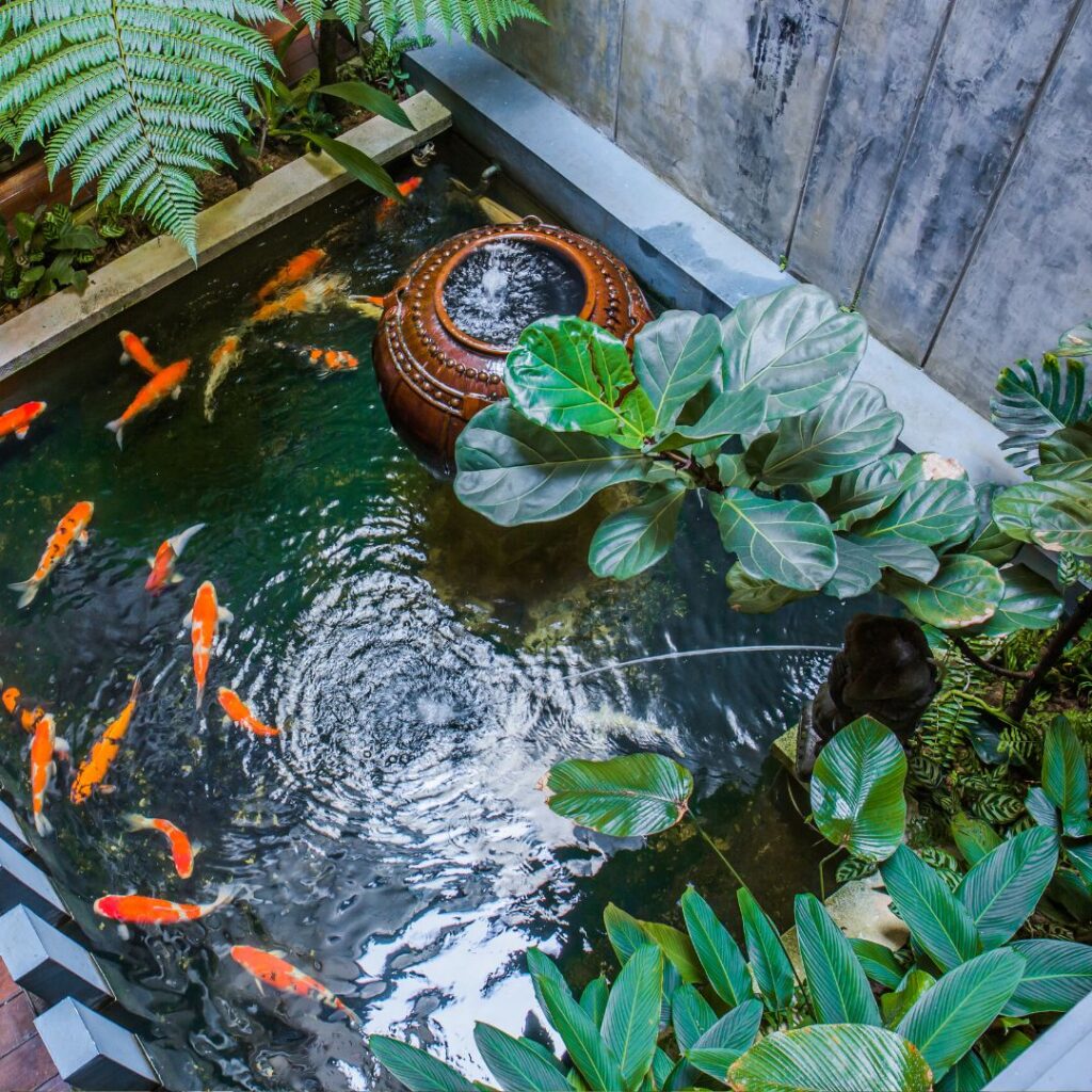 A garden pond filled with green plants and it is filled with goldfish that are swimming around