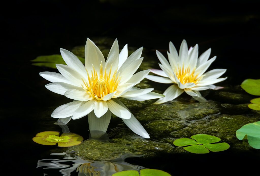 2 lily pads on a garden pond with white and yellow flowers on them.